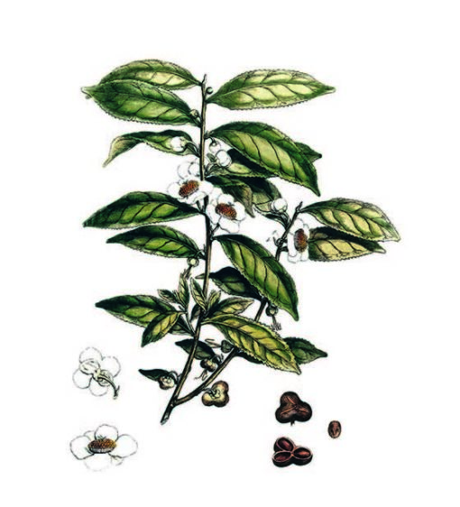 cioccolato affinato nel te
