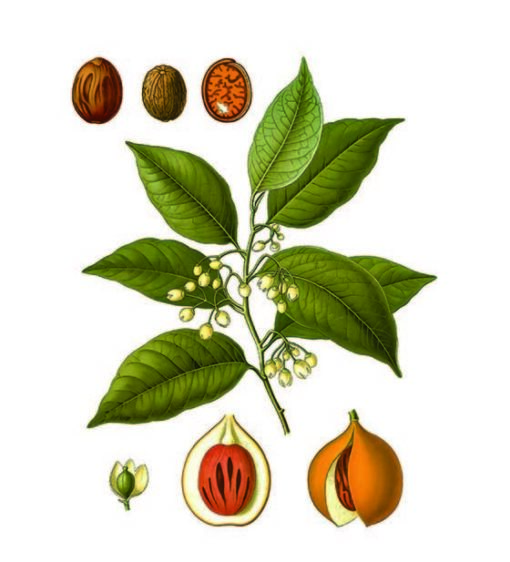 cioccolato affinato nella noce moscata