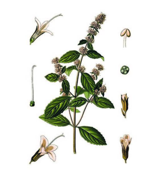 cioccolato affinato nella menta