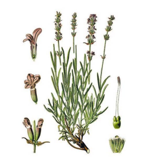 cioccolato affinato nella lavanda