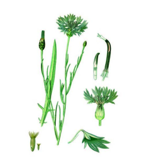 cioccolato affinato nei fiori di fiordaliso