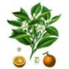 cioccolato affinato nei fiori d'arancio