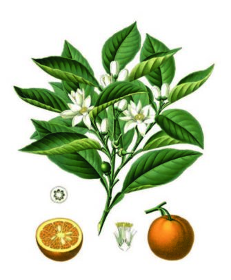 cioccolato affinato nei fiori d'arancio