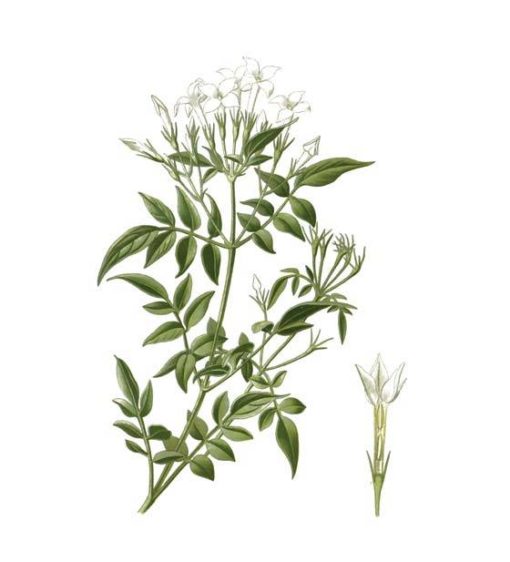 cioccolato affinato nei fiori di gelsomino