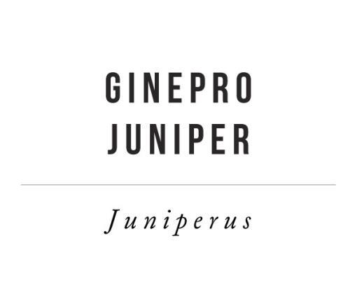 bacche di ginepro